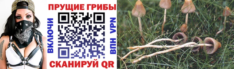 Псилоцибиновые грибы прущие грибы МЕГА как зайти Красноуфимск